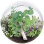 Seed Starting Terrarium – Crystal Glass Garden
